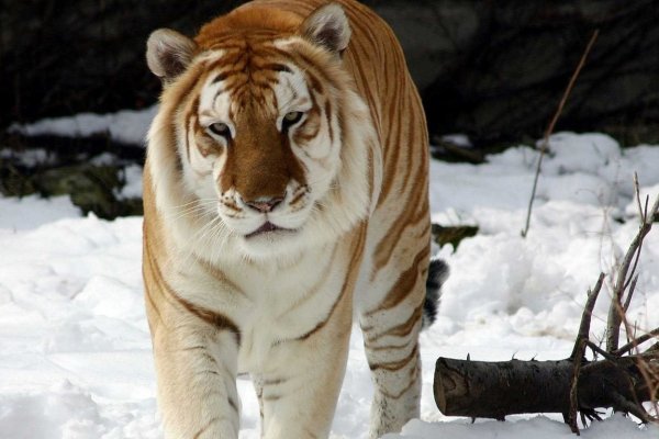 Кракен наркотики в оренбурге