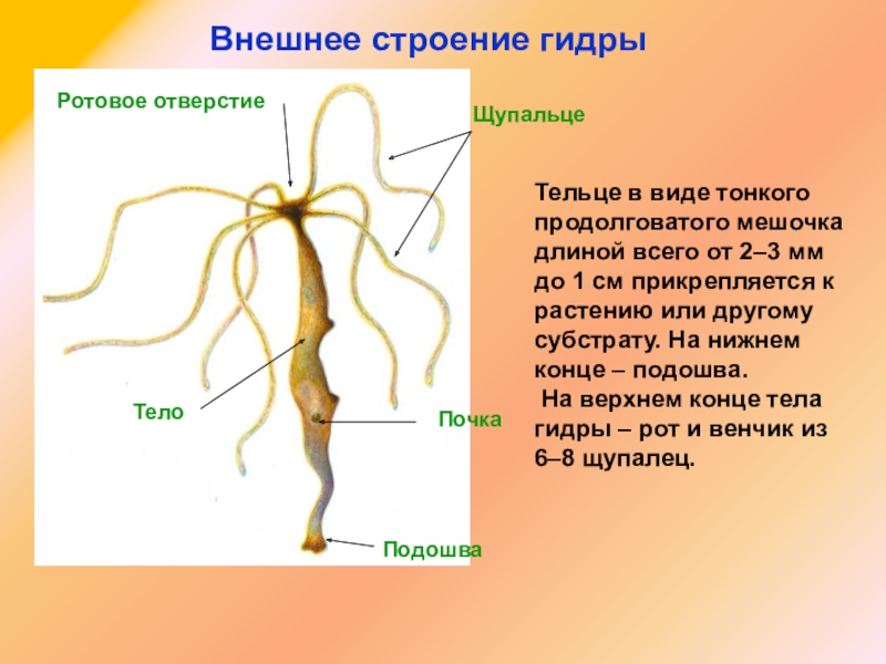Вместо гидры